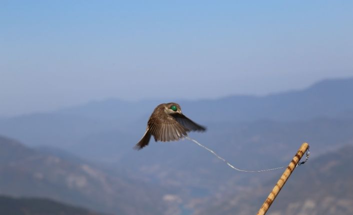 Sezonun son atmaca avı 2 bin 200 rakımlı Genya dağında yapıldı