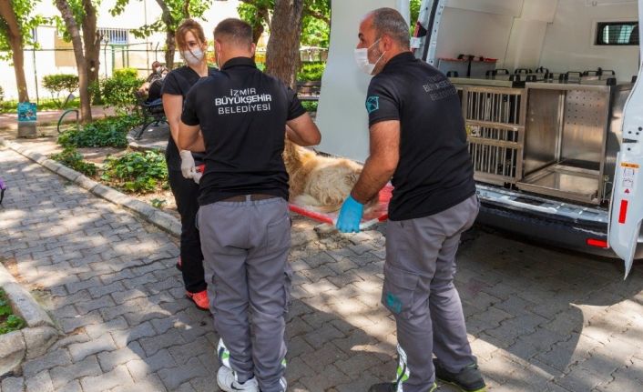 Sokak Hayvanları Acil Müdahale Ekibi 19 bin sokak hayvanını tedavi etti