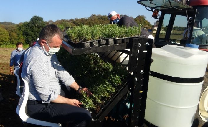 Tıbbi Aromatik Bitkiler Projesi’nde 17 bin 280 biberiye fidesi toprakla buluştu