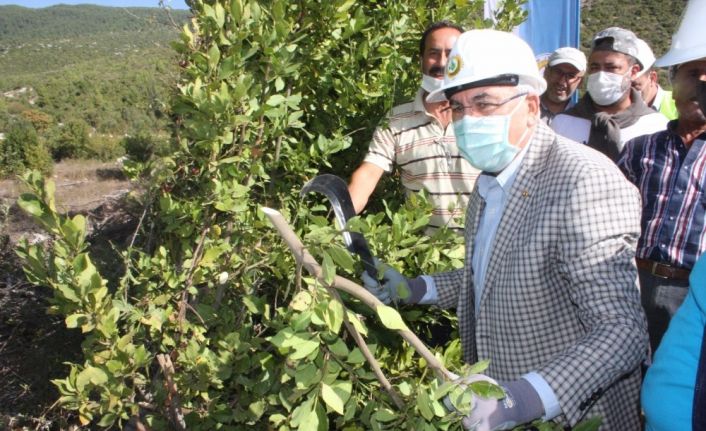 Tohumundan ve yaprağından elde edilen baharat ve aromatik yağ gıda, kozmetik ve ilaç sanayiinde kullanılıyor
