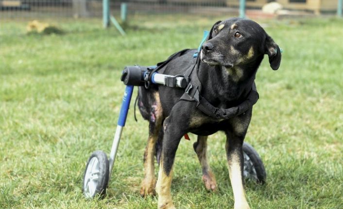 Umut isimli köpek özel tasarlanan ortopedik yürüteçle hayata tutunuyor