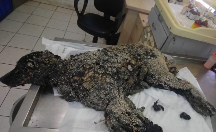 Üzeri sıcak zifte bulanıp çakıl taşları katmanı oluşan köpek hayata tutunmayı başardı