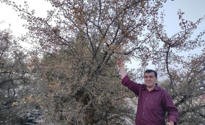 Yabani alıçlar toplanıyor