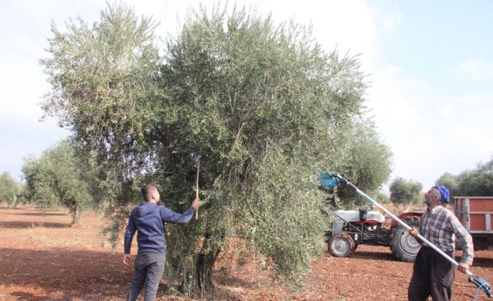 Zeytinde erken hasat uyarısı