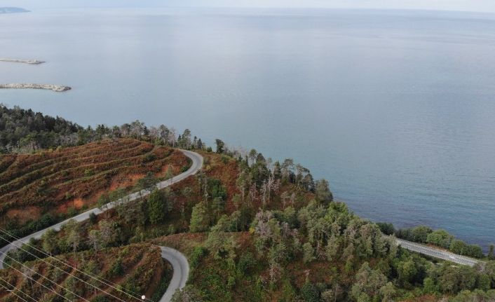 3 yıl önceki yangında büyük zarar gören Çamburnu Sarıçam Ormanları’nın geleceği kurtarıldı