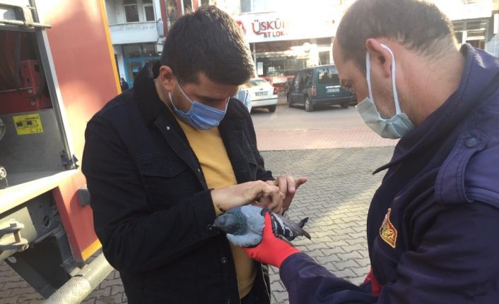 Ayağına ip dolanan güvercini itfaiye ekipleri kurtardı