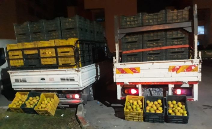 Bahçeden 10 ton portakal çaldılar