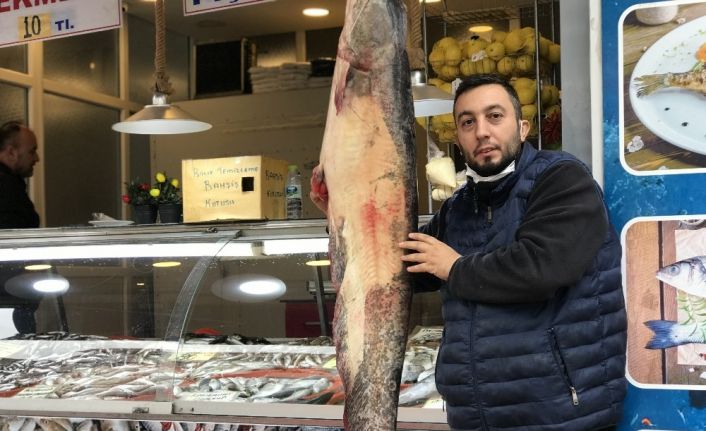 Balıkçıların ağına takılan insan boyunda balık görenleri şaşırtıyor