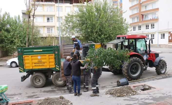 Batman’da kaldırımlar ağaçlandırılıyor