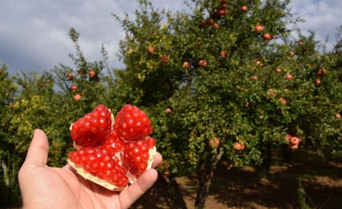 Bilecik’te yılda 6 bin ton üretilen ’Deve Dişi Nar’ hasadı başladı
