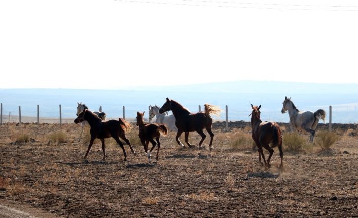 Bozkırın ortasında şampiyon yarış atları yetiştiriliyor