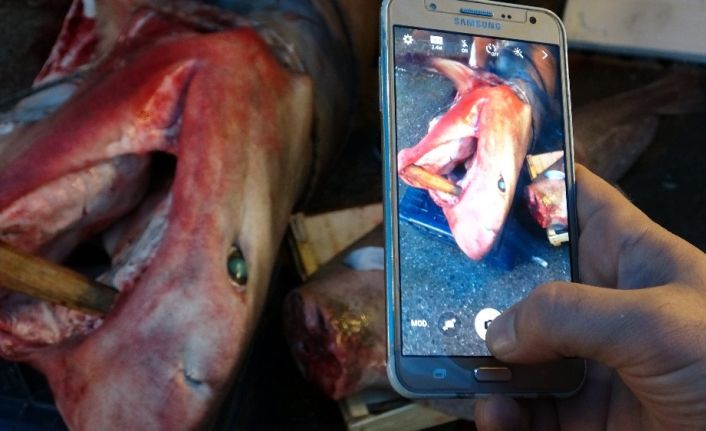 Bu balığı gören dönüp bir daha baktı, fotoğraf çekmeden gidemedi