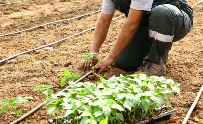Büyükşehir Ata tohumlarını toprakla buluşturdu
