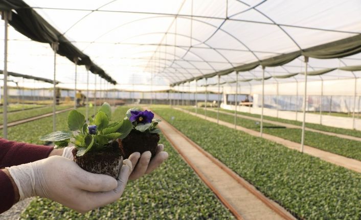 Büyükşehir kendi ürettiği çiçeklerle Aydın’ı renklendiriyor
