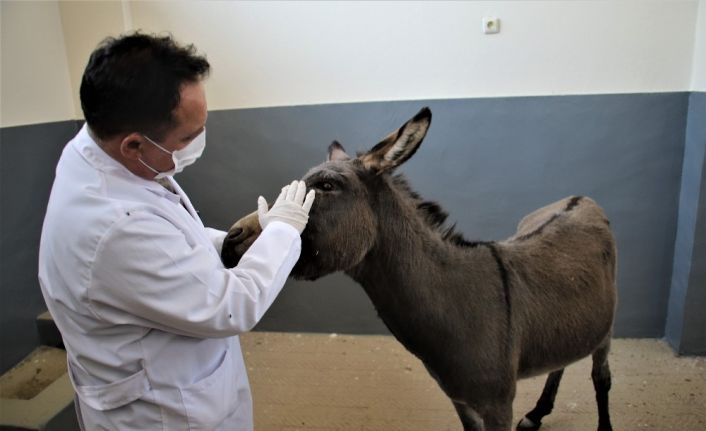 Çocukların oyuncağı olan gözleri görmeyen eşek, kurtarıldı tedavi altına alındı