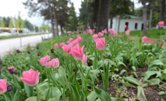 Çorum’da 160 bin lale ve sümbül toprakla buluşuyor