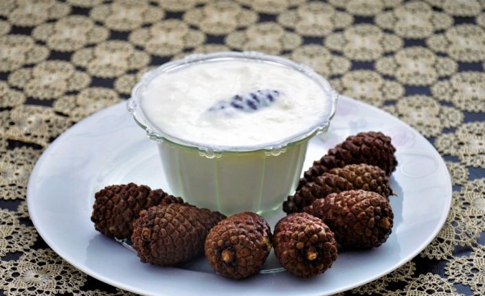 Dağdan topladığı çam kozalaklarıyla yoğurt yapıyor