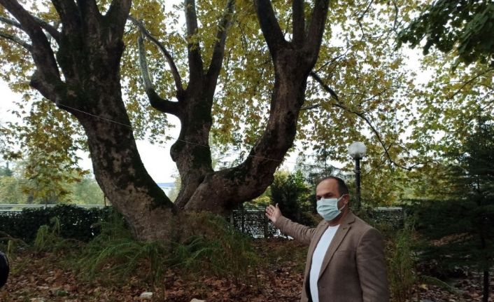 Dededen toruna miras kalan yaklaşık 500 yıllık anıt ağaçlara gözü gibi bakıyor