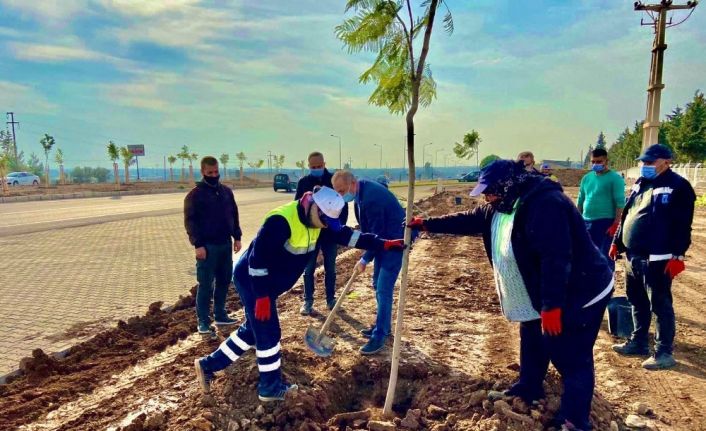Didim Jakaranda ağaçları ile güzelleşiyor