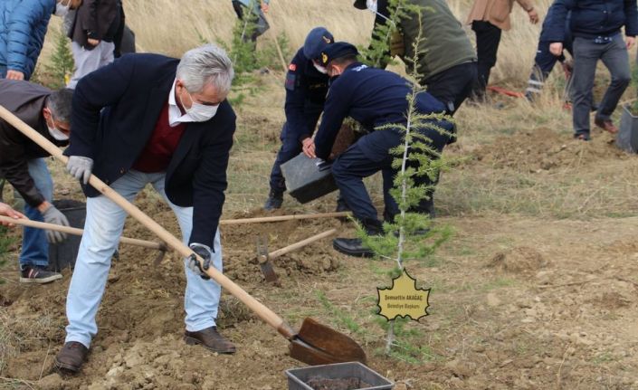 Dumlupınar’da 500 sedir ağacı toprakla buluştu