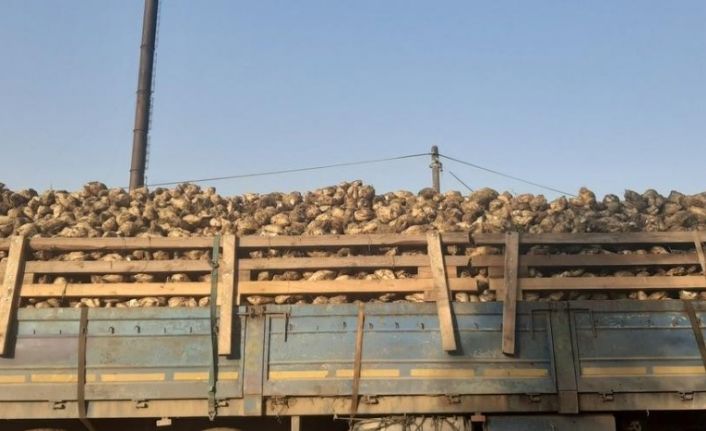 Düzce’de şeker pancarı hasadı başladı