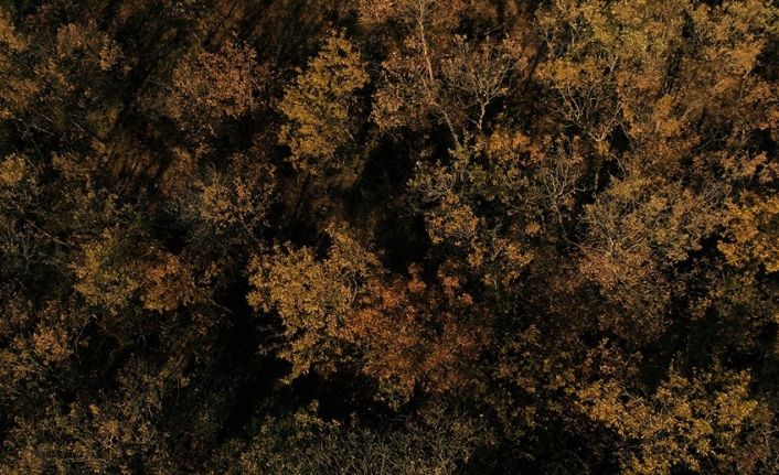 Eskişehir’de baharın sarı örtüsü havadan görüntülendi