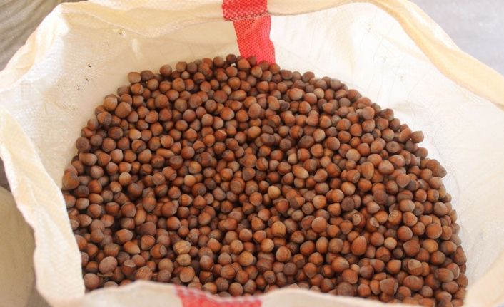 Fındık üreticilerine dekar başına 191 TL ödeme yapılacak