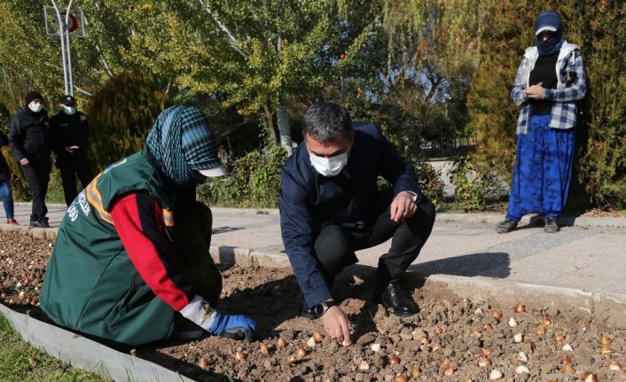 Gölbaşı lalelerle renklenecek