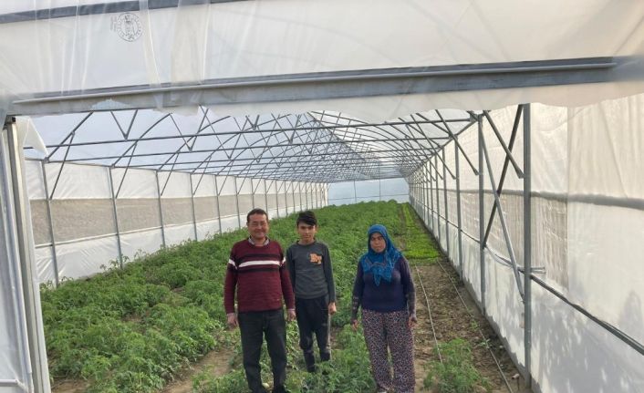 Gördes’teki seralarda üretim başladı