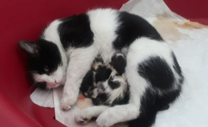 Hastanenin kadın doğum bölümüne giren hamile kedinin veterinerlikte 3 yavrusu oldu