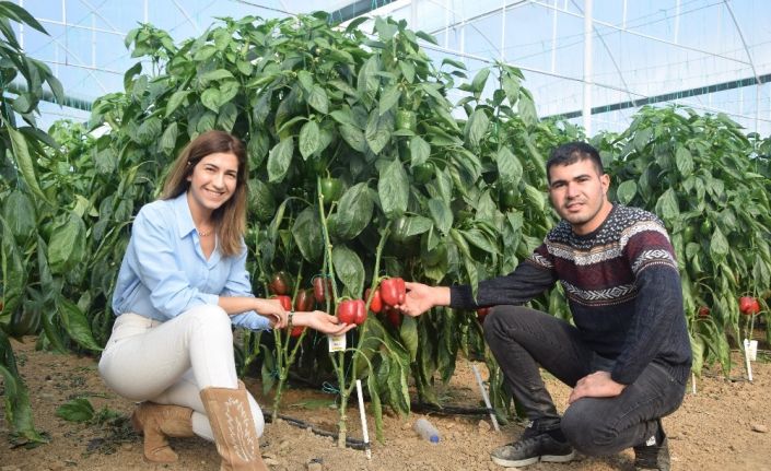 İki kardeş Antalya’da ürettikleri Kaliforniya biberini dünyaya ihraç ediyor