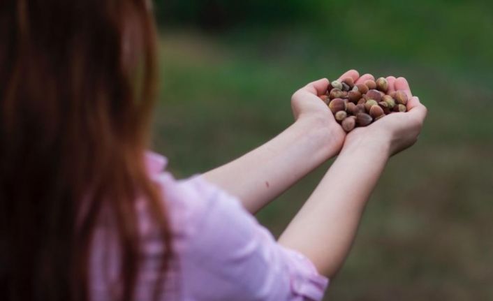 ILO-Ferrero ortaklığı Türkiye’de fındık hasadında çocuk işçiliğini ortadan kaldırmayı hedefliyor
