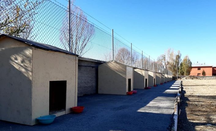 İmranlı’da sokak hayvanları için barınak inşa edildi