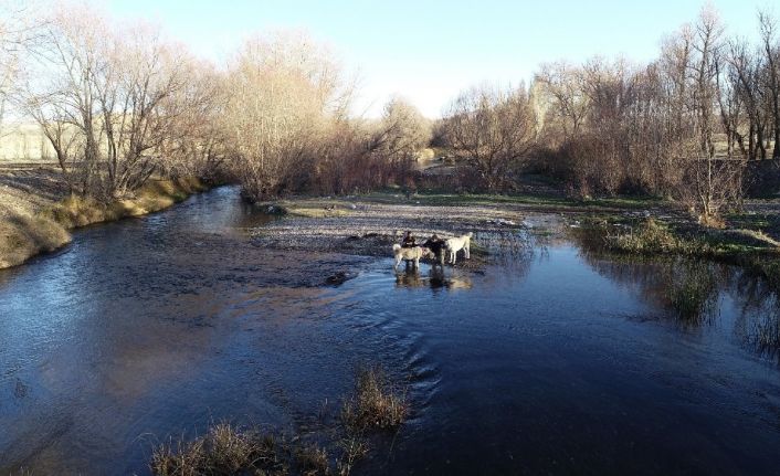 Kangallara ‘kurt kanı’ maması