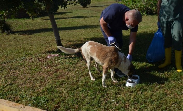 Kepez Belediyesi,  yemek atıklarından organek kedi ve köpek maması üretti