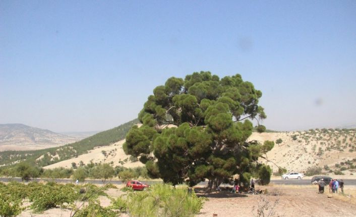 Kilis’te asırlık ağaçlara kış öncesinde yoğun bakım