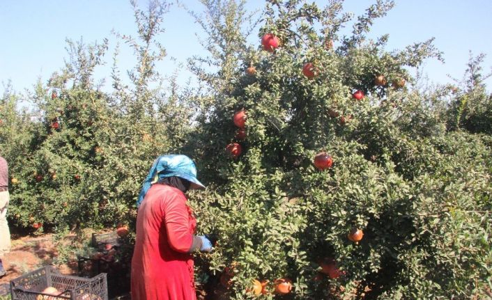 Kilis’te nar hasadında sona gelindi