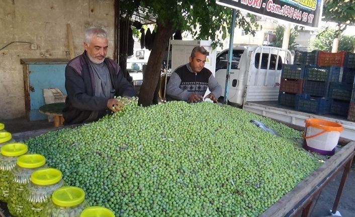 Kilis’te yerli sofralık zeytin piyasada