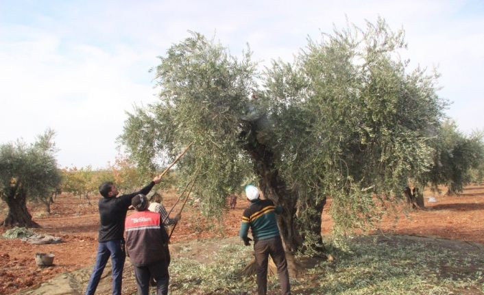 Kilis’te zeytin hasadı sürüyor
