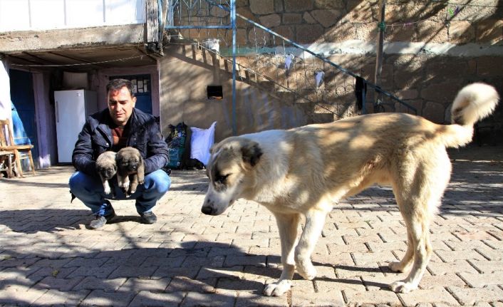 Kış geldi 850 hanelik köy 50’ye düştü, sokak hayvanları muhtara kaldı