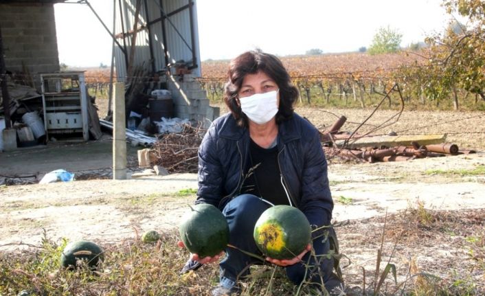 Kış ortasında karpuz yetiştirdiler