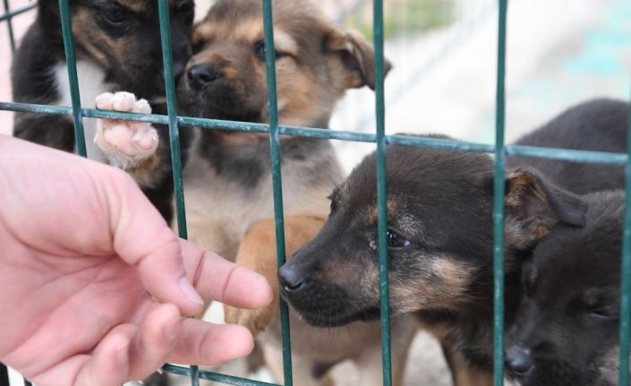Konyaaltı’nda yılın ilk altı ayında 94 köpek ve 161 kediyi sahiplendirildi