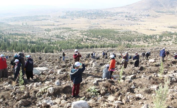 Konya’da 310 bin karaçam fidanı dikildi