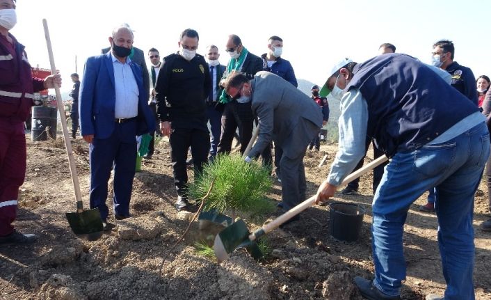 Küle dönen 200 hektarlık alanda ilk fidanlar dikildi
