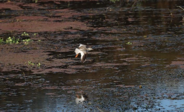 "Kuş dedektifi" 13 saatte 113 kuş türü fotoğrafladı, iddiaları çürüttü