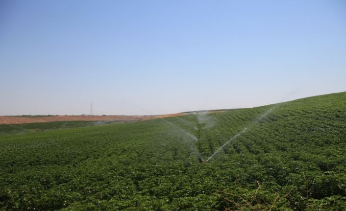 Mardin’de 100 bin dekar tarım arazisi sulandı