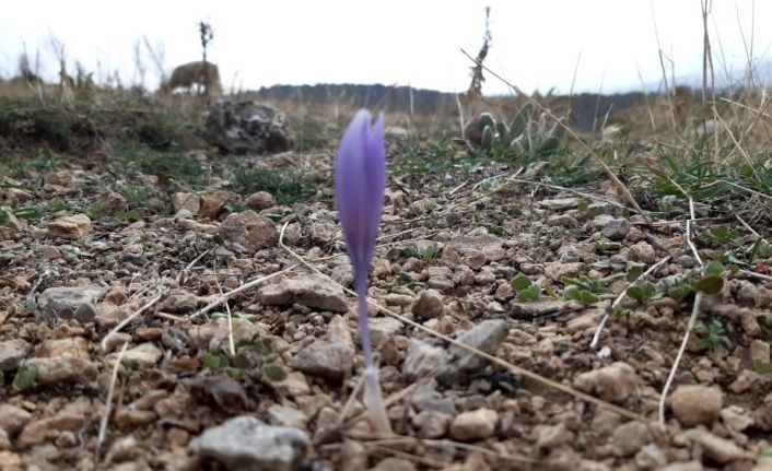 Meşe ağaçlarının son bahar görüntüsü görsel şölen oluşturdu