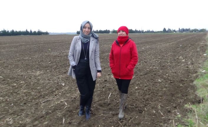 (Özel) Kadın çiftçiler, bamya için kolları sıvadı