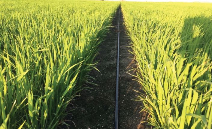 Samsun’da 30 ton soya ve 126 ton çeltik tohumu üreticilere dağıtıldı