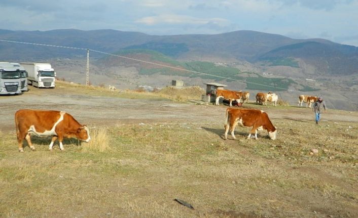 Şap hastalığı, hayvanları ve sahiplerini olumsuz etkiledi